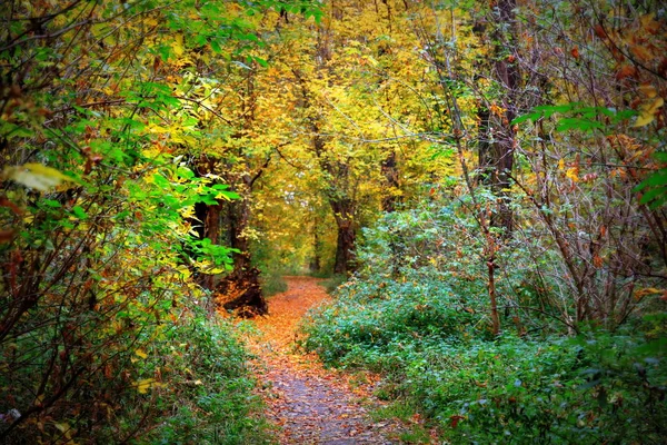 Красивый Осенний Пейзаж Золотая Осень Парке — стоковое фото