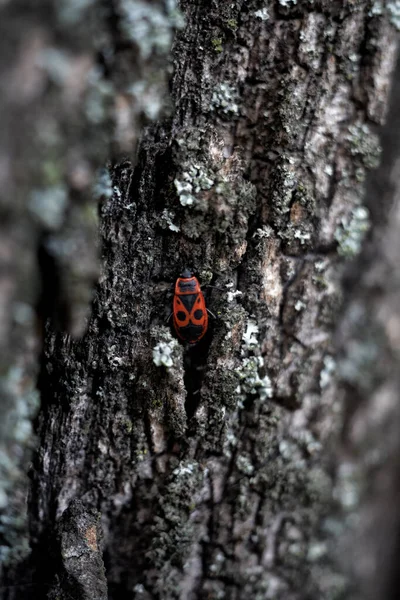 Κόκκινο Έντομο Σέρνεται Ένα Δέντρο Φλοιό Από Κοντά Θολούρα — Φωτογραφία Αρχείου