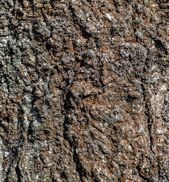 Textura Casca Álamo Perto Aspen Cultivado Território Leste Ucrânia Período — Fotografia de Stock