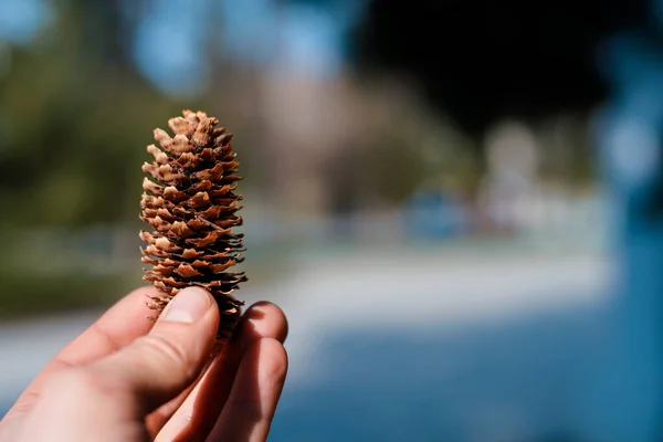 Bir adamın elindeki köknar kozalağı çok güzel. Arka plan bulanık. Parlak ve sulu bir resim. Metin için yer.