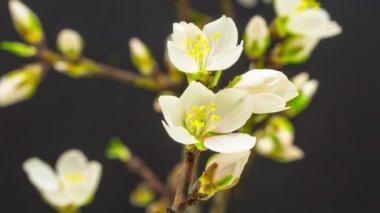 Siyah zemin badem meyve çiçek çiçek açması zaman atlamalı