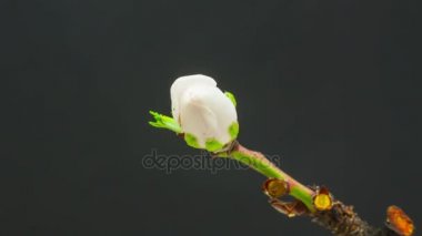 Siyah zemin badem meyve çiçek çiçek açması zaman atlamalı