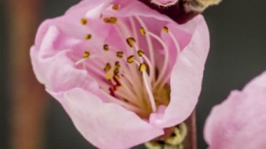 Şeftali çiçek çiçek açması zoom zaman atlamalı