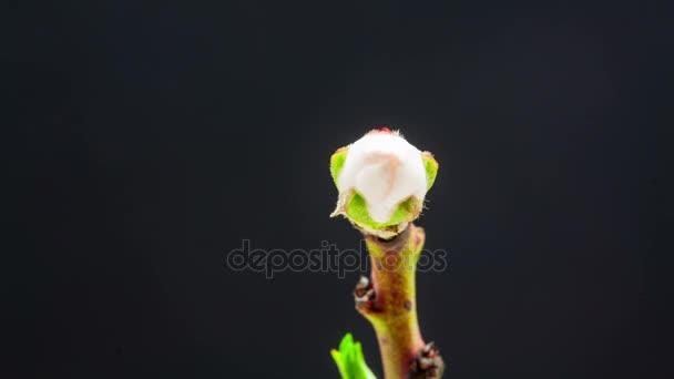 Flor de almendra flor de la fruta que florece lapso de tiempo sobre un fondo negro — Vídeos de Stock