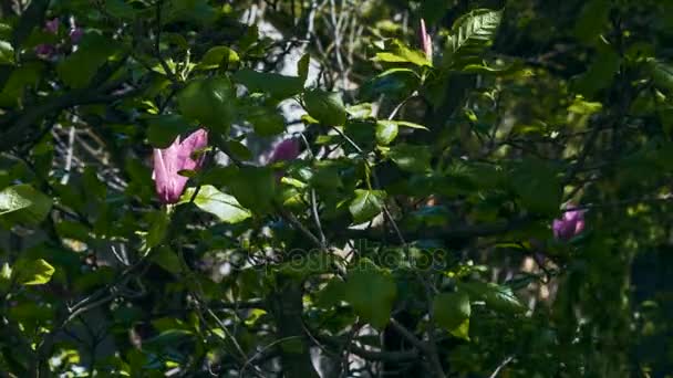 Magnolia flor en la naturaleza — Vídeo de stock