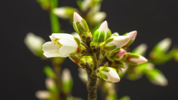 Amandel fruit bloem bloeiende time-lapse op een zwarte achtergrond — Stockvideo