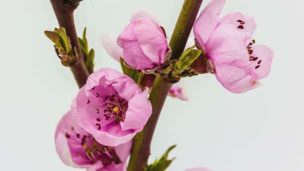 Peach fruit flower blossoming time lapse