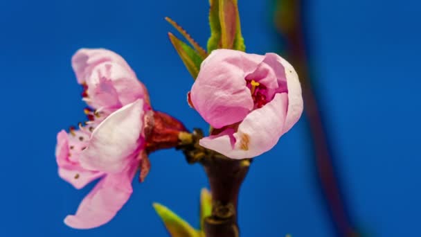Őszibarack gyümölcsök virág virágzó idő telik el a kék háttér
