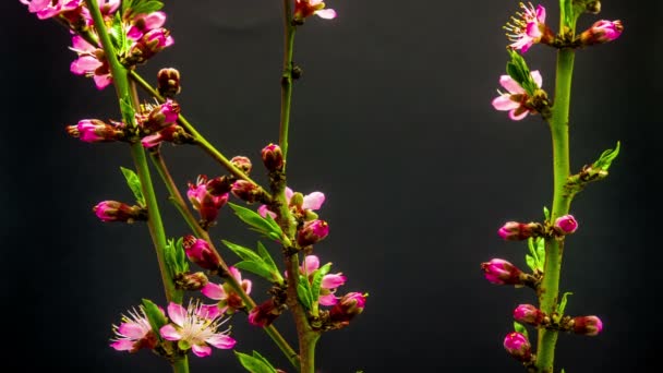Flor de pêssego lapso de tempo florescente em um fundo escuro — Vídeo de Stock