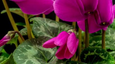 çiçek açan Siklamen çiçekler