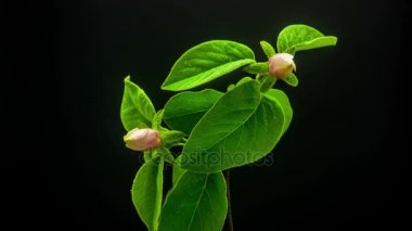 Güzel çiçeği Ayva çiçek