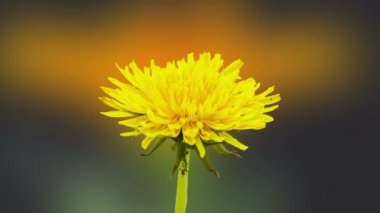 Karahindiba çiçek timelapse