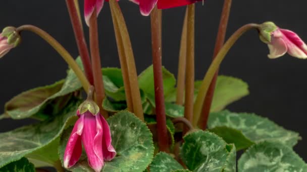 Blooming cyclamen flowers — Stock Video