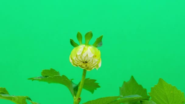 Зеленый цветок георгины — стоковое видео