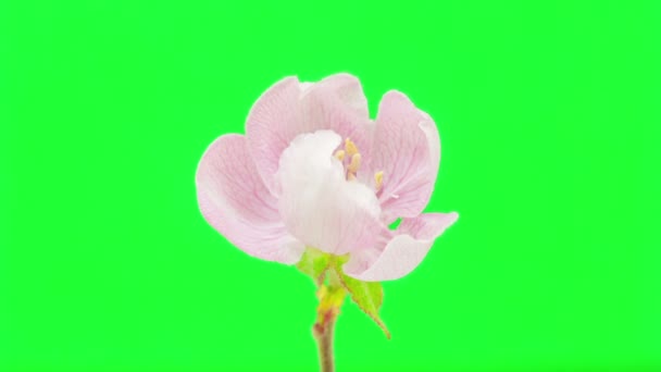Hermosa flor de membrillo — Vídeos de Stock