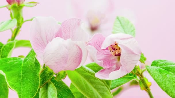 Beautiful blossom quince flowers — Stock Video