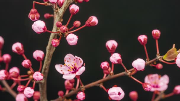 Blossoming apricot flowers — Stock Video
