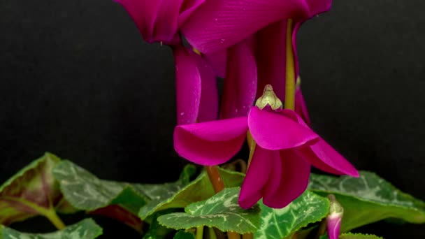 Flores florecientes de ciclamen — Vídeos de Stock