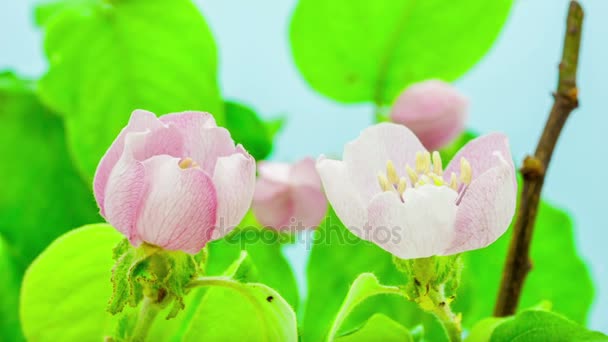 Beautiful blossom quince flowers — Stock Video