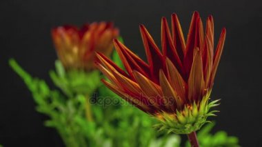 çiçek gazania çiçek 