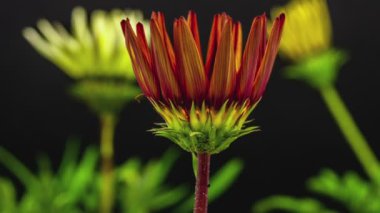 çiçek gazania çiçek 