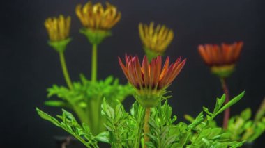 çiçek gazania çiçek 