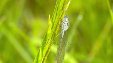 Yusufçuk ormanın içinde bir çiçek üzerinde