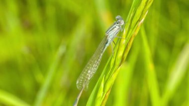 Yusufçuk ormanın içinde bir çiçek üzerinde