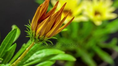 çiçek gazania çiçek 