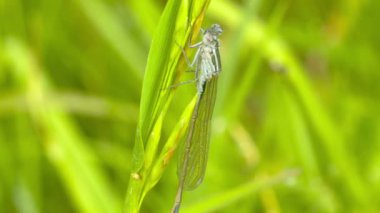 Yusufçuk ormanın içinde bir çiçek üzerinde