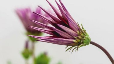 çiçek gazania çiçek 