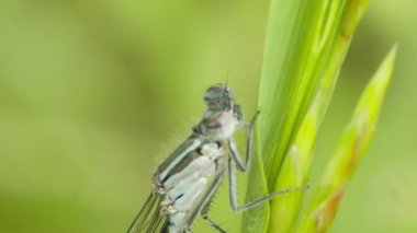 Yusufçuk ormanın içinde bir çiçek üzerinde