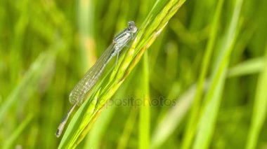 Yusufçuk ormanın içinde bir çiçek üzerinde