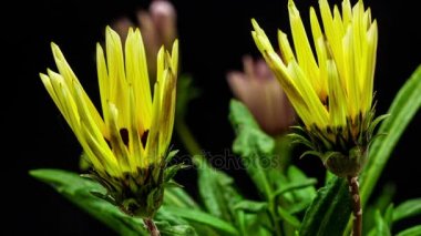 çiçek gazania çiçek 