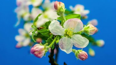 elma ağacı çiçek çiçek 