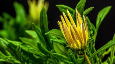 çiçek gazania çiçek 