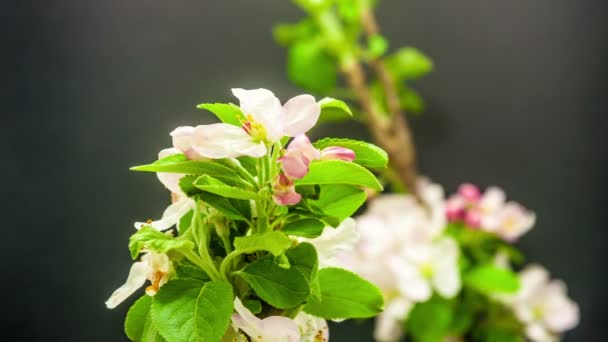 Kwitnących kwiatów drzewo jabłko — Wideo stockowe