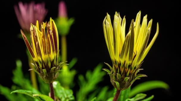 Flores de gazania florecientes — Vídeos de Stock
