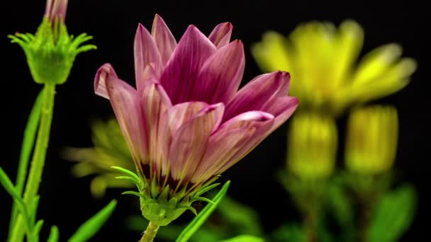 Fleurs de gazane en fleurs — Video