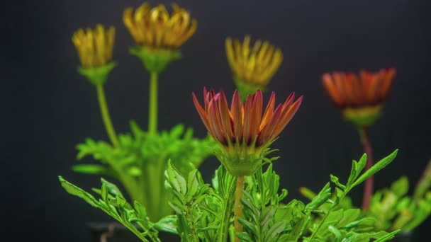 Flores de gazania florecientes — Vídeo de stock
