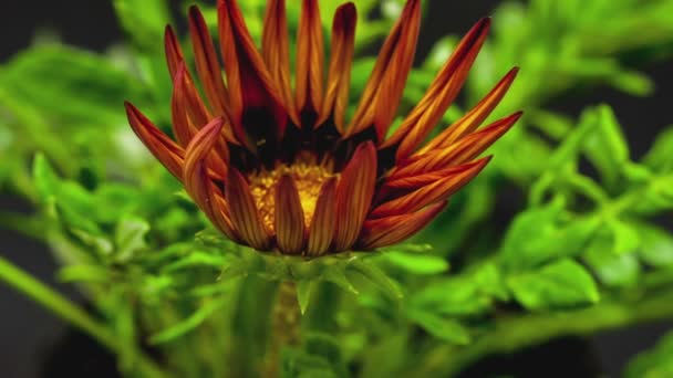 Цветущий цветок газании — стоковое видео