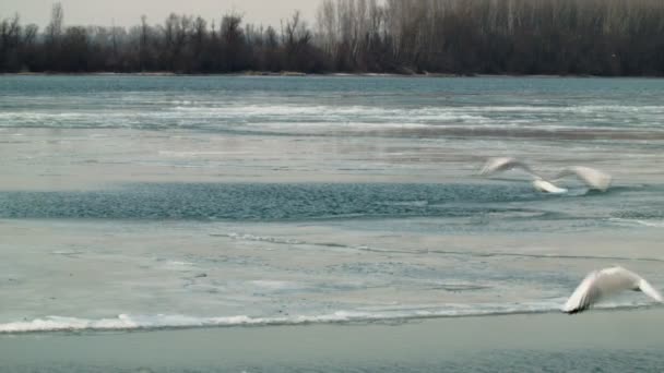얼어붙은 강 위에 비행 하는 갈매기 — 비디오