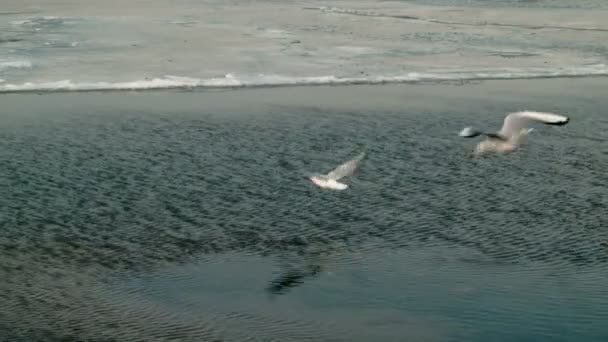 Måsarna flyger över en frusen flod — Stockvideo