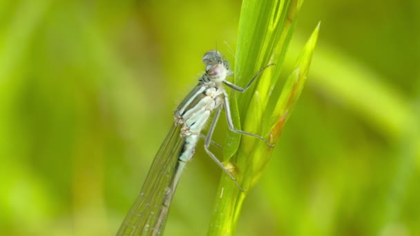 Dragonfly on a flower in the forest — Stock Video