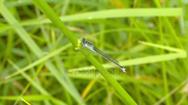 Libélula en una flor en el bosque — Vídeos de Stock