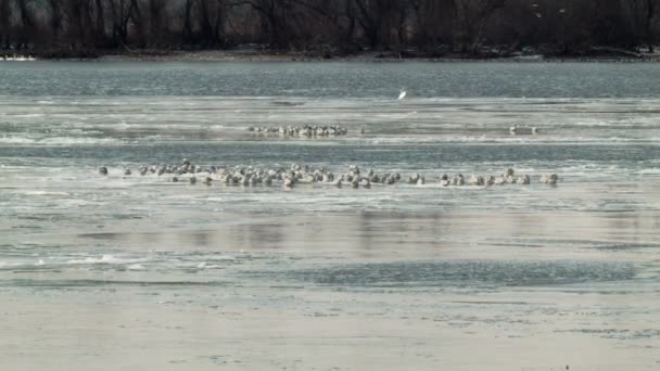 Vogels zitten in het midden van een bevroren meer — Stockvideo