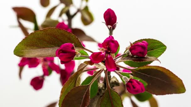 Púrpura príncipe cangrejo-manzana flores — Vídeos de Stock