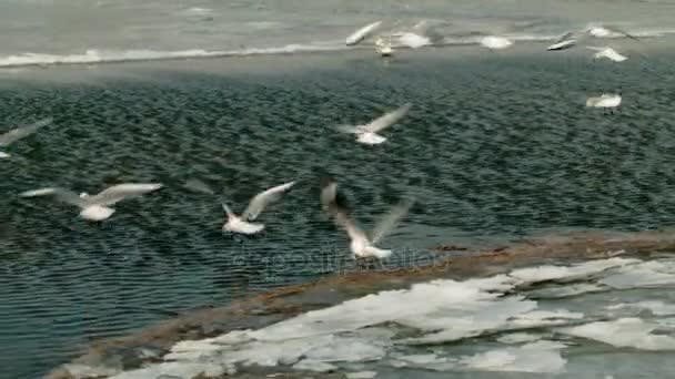 Måsarna flyger över en frusen flod — Stockvideo