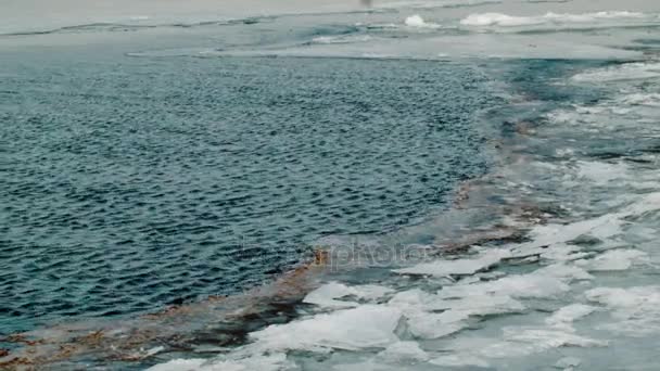 凍った川の上を飛んでカモメ — ストック動画