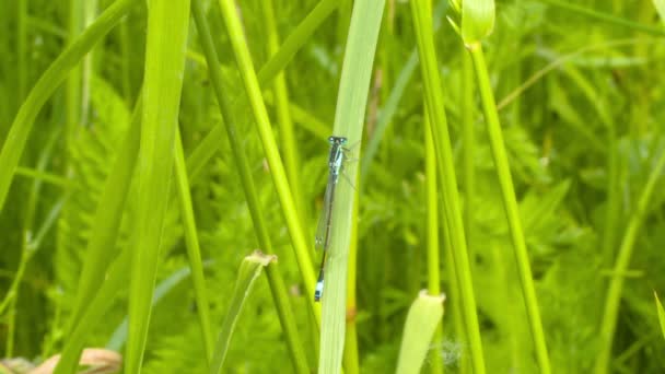 Dragonfly op een bloem in het bos — Stockvideo